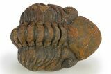 Partially Enrolled Reedops Trilobite - Atchana, Morocco #310286-1